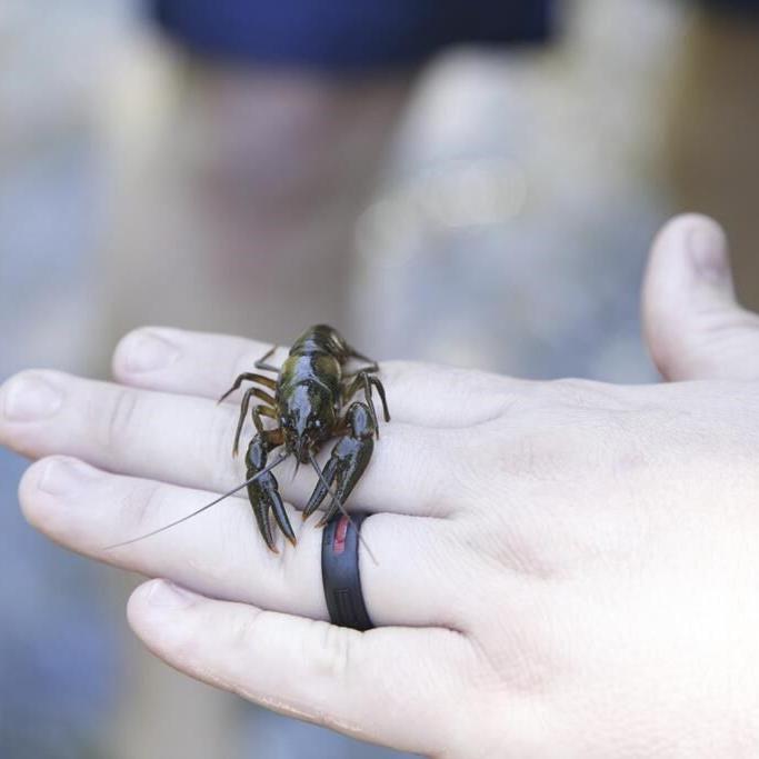 For the endangered Nashville crayfish, its rebound is both good and bad news